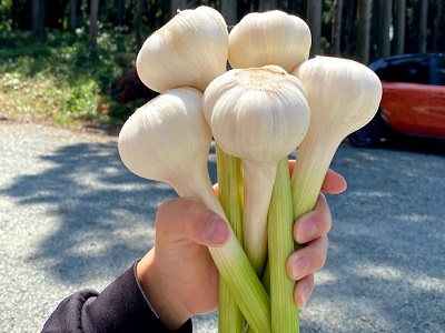 果実酒もあれもこれも。 アイチャッチ